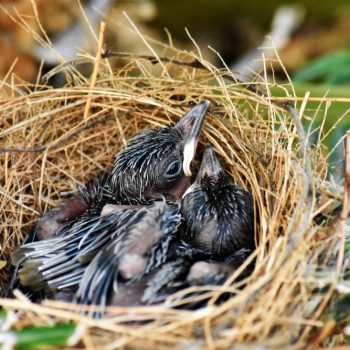 black birds in a nest