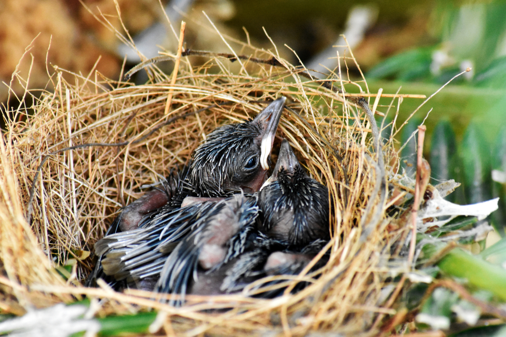 black birds in a nest