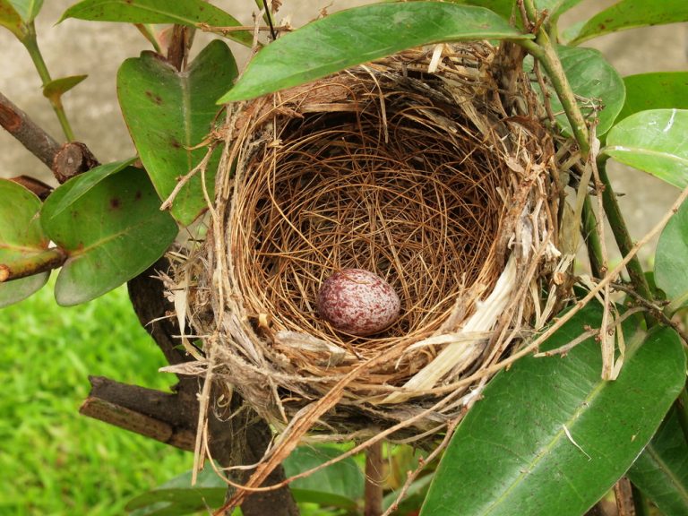 Keeping Birds Out of Your Gutters Reynolds Seamless Gutter