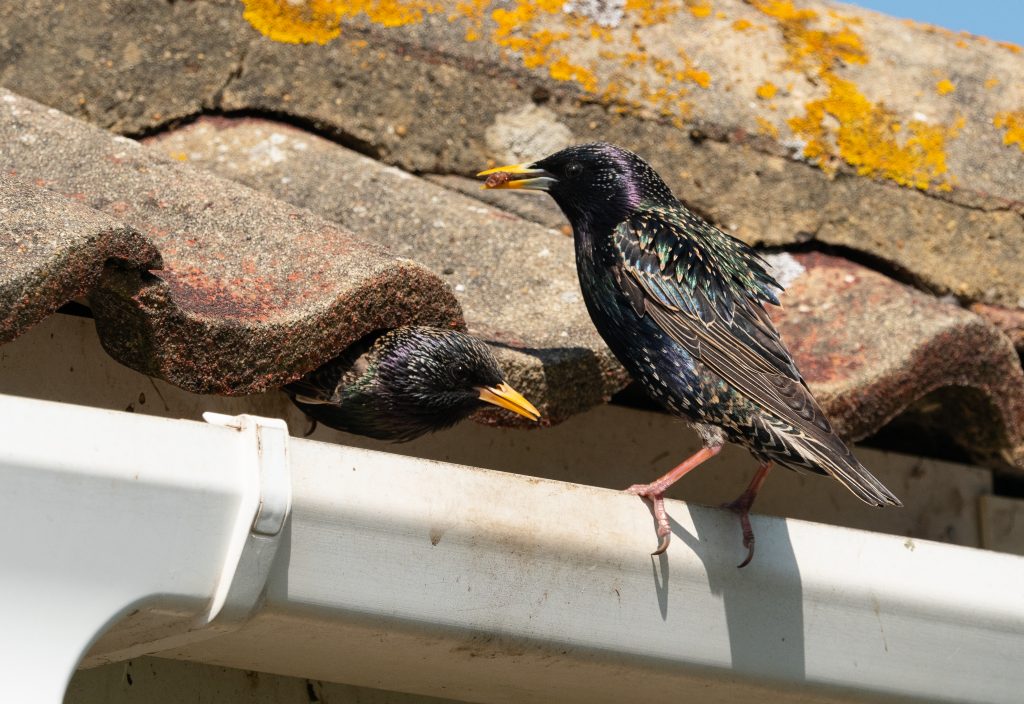 Birds in Gutters