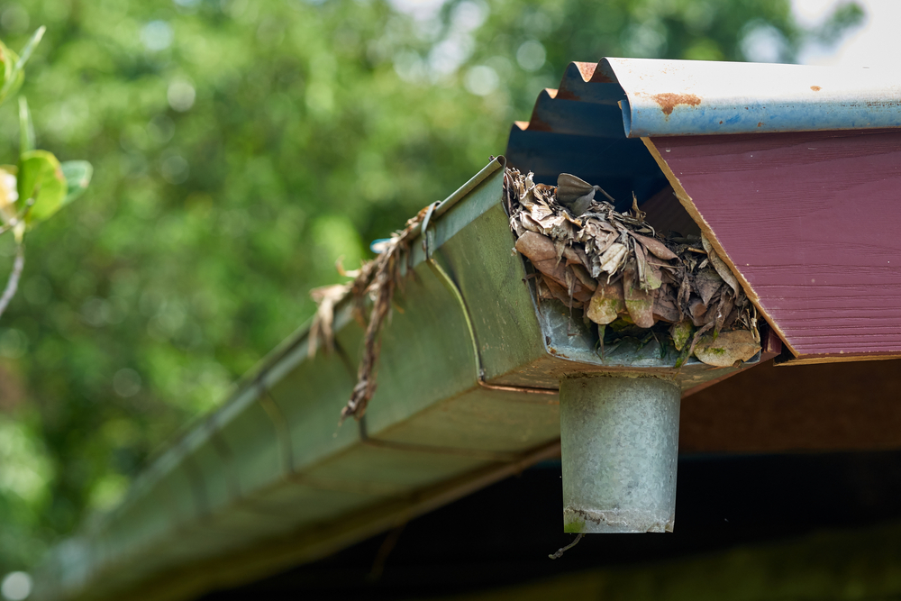 gutters in the summer with leaves stuck inside