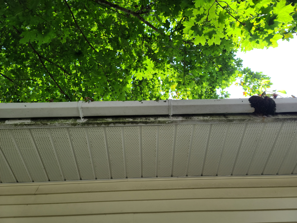 Gutters from underneath with tree on top of the gutters