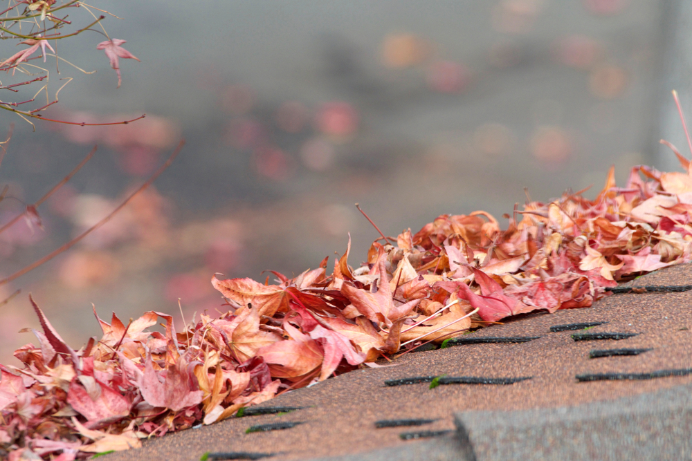 Red Leaves on Gutters