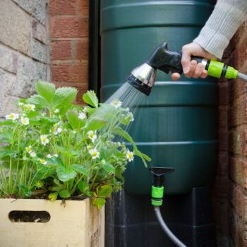 Person Spraying Plants With Rainwater from Barrel