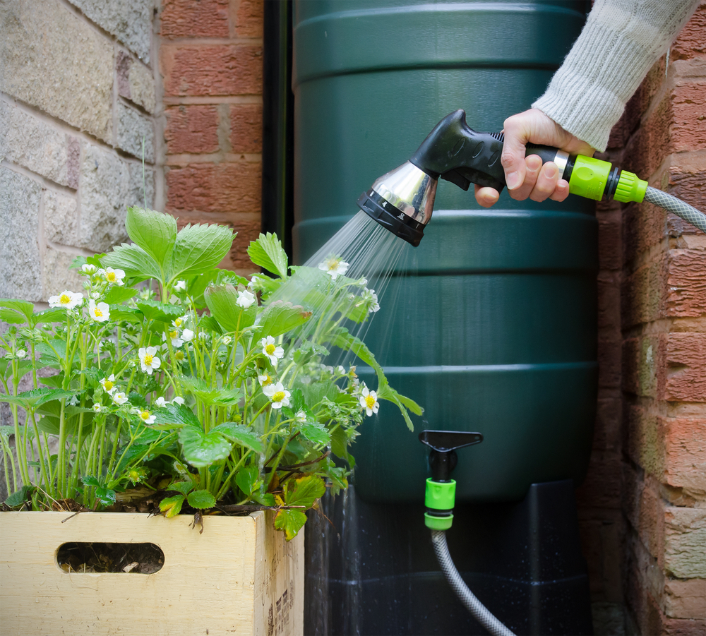 Person Spraying Plants With Rainwater from Barrel