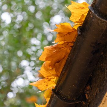 Fall Leaves on Gutters